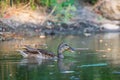 Male wild duck or Anas platyrhynchos swimming in the water. Mallard wild duck, Anas platyrhynchos floating on a lake. Royalty Free Stock Photo