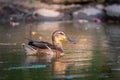 Male wild duck or Anas platyrhynchos swimming in the water. Mallard wild duck, Anas platyrhynchos floating on a lake. Royalty Free Stock Photo