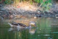 Male wild duck or Anas platyrhynchos swimming in the water. Mallard wild duck, Anas platyrhynchos floating on a lake. Royalty Free Stock Photo