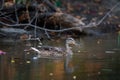 Male wild duck or Anas platyrhynchos swimming in the water. Mallard wild duck, Anas platyrhynchos floating on a lake Royalty Free Stock Photo