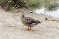 A male wild duck on the bank of a pond Royalty Free Stock Photo