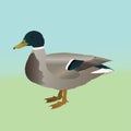 Male wild duck vector illustration