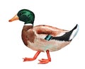 Male wild duck watercolor Royalty Free Stock Photo