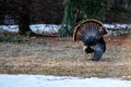 Male wild eastern turkey (Meleagris gallopavo) displaying and strutting with tail feathers in fan position Royalty Free Stock Photo