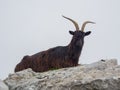 Male wild goat grazing in the meadows of the Italian Alps. Natural mountain environment Royalty Free Stock Photo