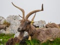 Male wild goat grazing in the meadows of the Italian Alps. Natural mountain environment Royalty Free Stock Photo