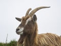 Male wild goat grazing in the meadows of the Italian Alps. Natural mountain environment Royalty Free Stock Photo