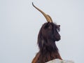 Male wild goat grazing in the meadows of the Italian Alps. Natural mountain environment Royalty Free Stock Photo