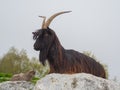 Male wild goat grazing in the meadows of the Italian Alps. Natural mountain environment Royalty Free Stock Photo