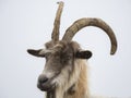 Male wild goat grazing in the meadows of the Italian Alps. Natural mountain environment Royalty Free Stock Photo