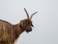 Male wild goat grazing in the meadows of the Italian Alps. Natural mountain environment Royalty Free Stock Photo