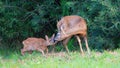 A male wild roe deer with his offspring stands near the bushes on an autumn evening outdoors, in the wild, close-up. Royalty Free Stock Photo