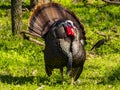 Male Wild Turkey In Breeding Display In A Spring Forest Clearing