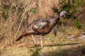 Male wild turkey Meleagris gallopavo in a Wisconsin field in autumn Royalty Free Stock Photo