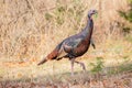 Male wild turkey Meleagris gallopavo in a Wisconsin field in autumn Royalty Free Stock Photo