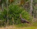 A male Wild Turkey roaming and feeding in Wekiwa Springs State Park, Apopka, Seminole County, Florida Royalty Free Stock Photo