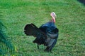 Male Wild Turkey South West Florida Royalty Free Stock Photo