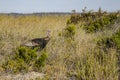 Female Wild Turkey in the Tall Grass Royalty Free Stock Photo