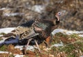 Male Wild Turkey in Zion National Park Utah in Winter Royalty Free Stock Photo