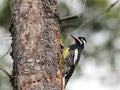 Male Williamson's Sapsucker Profile