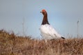 Willow Ptarmigan - lagopus Royalty Free Stock Photo