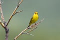 Male Wilson`s Warbler Belting out a Song