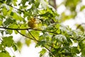 Male Wilson`s Warbler