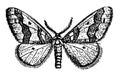 Male Winter Moth vintage illustration