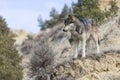 Male wolf looking down ravine Royalty Free Stock Photo