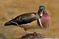 Male Wood Duck