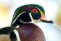 Male Wood Duck