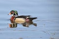 Male wood duck Royalty Free Stock Photo