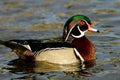 Male Wood Duck Royalty Free Stock Photo