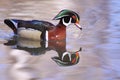 Male Wood Duck