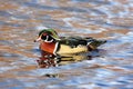 Male Wood Duck (aix sponsa) Royalty Free Stock Photo