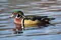 Male Wood Duck (aix sponsa) Royalty Free Stock Photo