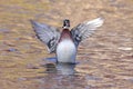 Male Wood Duck (aix sponsa) Royalty Free Stock Photo