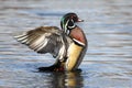 Male Wood Duck (aix sponsa) Royalty Free Stock Photo