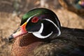 Male Wood Duck (Aix sponsa) close-up
