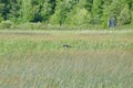Male Wood Duck (Aix sponsa) in flight at Tiny Marsh Royalty Free Stock Photo