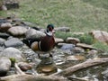 Male Wood Duck wading in a Stream Royalty Free Stock Photo