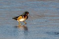 Male Wood Duck Walking on Ice Royalty Free Stock Photo