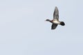 Male Wood Duck banking to the right in flight Royalty Free Stock Photo