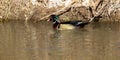 Striking male Wood Duck swims in a creek in early spring