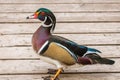 Male Wood Duck on the bridge at Mud Lake Royalty Free Stock Photo