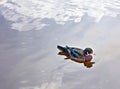 Male wood Duck or Carolina Duck Aix sponsa Royalty Free Stock Photo