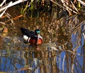 Male Wood Duck or Carolina Duck Aix sponsa Royalty Free Stock Photo