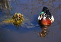 Male Wood Duck or Carolina Duck Aix sponsa Royalty Free Stock Photo