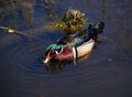 Male Wood Duck or Carolina Duck Aix sponsa Royalty Free Stock Photo