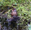 Male wood Duck or Carolina Duck Aix sponsa Royalty Free Stock Photo